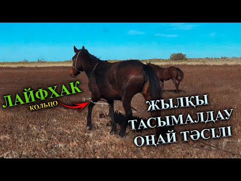 Видео: Құлынды биені бөліп әкету керек болды, Аталардан көрген тәсілмен жылқыны айдап әкеттік.