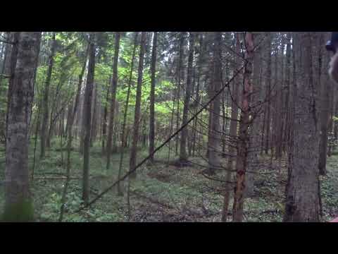 Видео: Охота с Русской гончей на зайца 20 сентября 2025