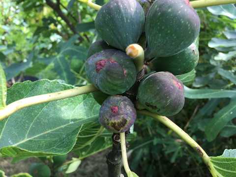 Видео: FIGS in France. Ficus Carica. Инжир. Небольшой тур по инжирному саду с обзором закладки  урожая.