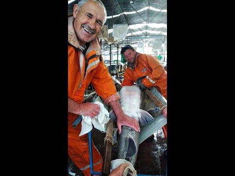 Видео: Получение осетровых гибридов: СтерБел и СтерКа