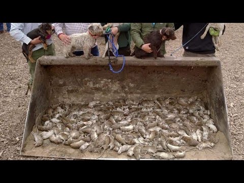 Видео: 333 крысы уничтожены крысиными терьерами