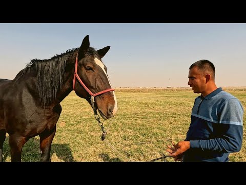 Видео: 177 см Польша бия сотилади! Той сотилади! Дилшод ака Зомин!