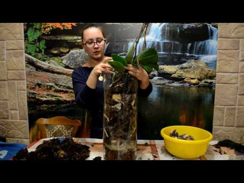 Видео: Состояние корней у орхидеи растущей в закрытой системе 2,5  года (Часть 2)