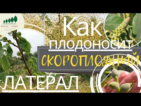 Видео: #17: Как плодоносит СКОРОПЛОДНЫЙ ЛАТЕРАЛЬНЫЙ грецкий орех? // Плодовая ЗАКЛАДКА почек // UA - WALNUT