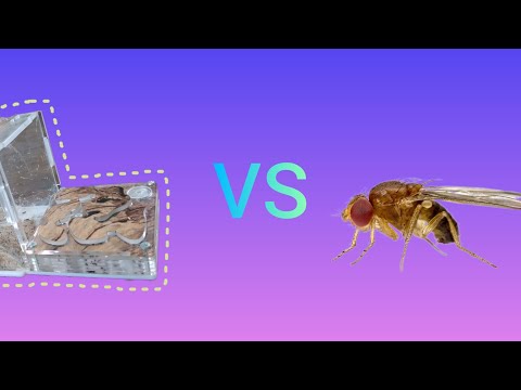 Видео: Фруктовая муха VS муравьёв Жнецов🐜