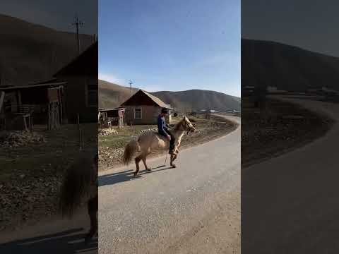 Видео: Каналга катталабыз, подписываем, abone olacaz #çobanhayatı #hayvancılık #köyhayatı#чабан#малчы