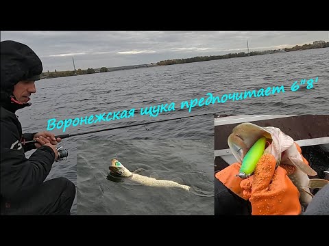 Видео: Воронежская щука предпочитает приманки в размере 6"8'