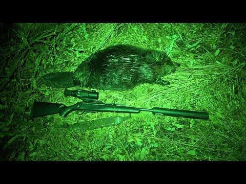 Видео: Охота на бобра с подхода с тепловизором #31