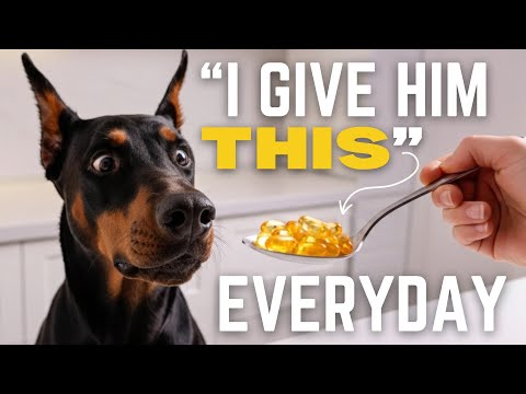 Видео: СТРАННЫЕ привычки, которым следуют владельцы доберманов