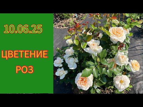 Видео: 10.06.25 ЦВЕТЕНИЕ РОЗ САДУ!!!🌹🌹🌹