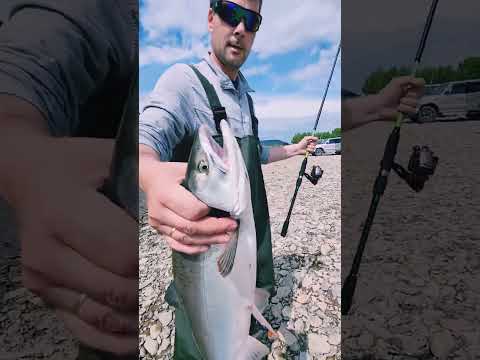 Видео: 7 июля. Рыбалим на реке Ола. Лицензионка. Горбуша.🐟🙌🎣💙