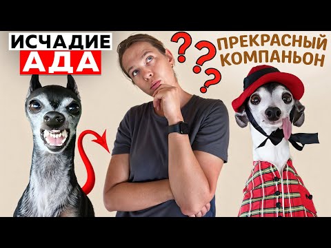 Видео: Тебе ТОЧНО не стоит брать левретку | Мнение борзятника