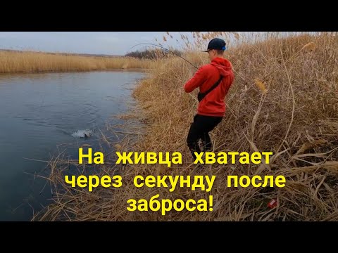 Видео: ТАКОГО ОТКРЫТИЯ СЕЗОНА ЛОВЛИ ЩУКИ НА ЖИВЦА У НАС ЕЩЁ НЕ БЫЛО! ВЕСНА 2025.