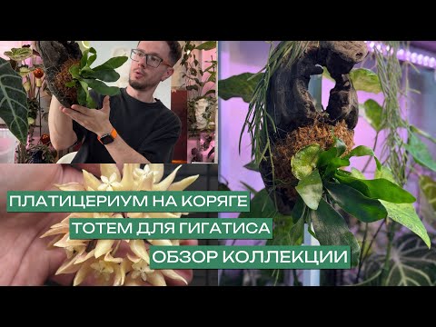 Видео: Пересаживаю платицериум на корягу l  Делаю тотем для гигатиса l Обзор коллекции