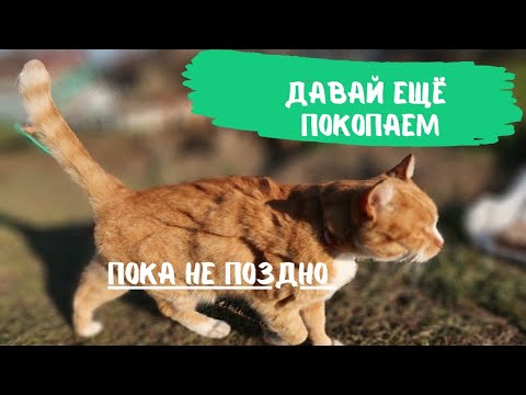 Видео: ГРЯДКИ Розума Что это такое и как правильно их сделать