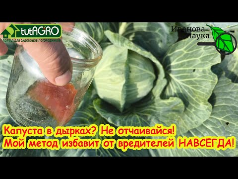 Видео: Капуста больше не для гусениц! Мой метод спас урожа. Результат —капуста чистая, гусеницы исчезли.
