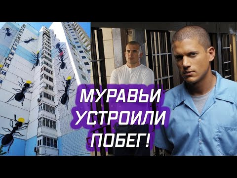 Видео: ПОБЕГ! у меня сбежали муравьи кампонотус никобаренсис, а я завел еще более мелких кампов латералисов