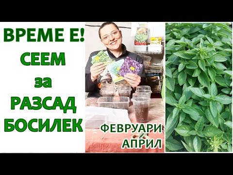 Видео: Сеитба на босилек за разсад в домашни условия.