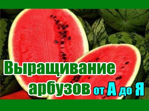 Видео: Выращивание арбузов от А до Я / Все о бахче в одном видео