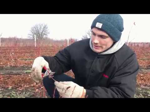 Видео: Обрезка голубики