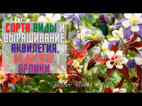 Видео: Сорта и виды Аквилегии, Водосбор, Орлики.💐