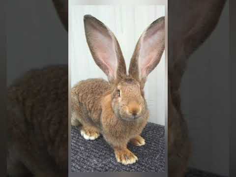 Видео: Кролики 🐇 фландр. Rabbits. #shorts #rabbits