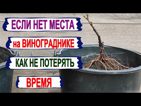 Видео: 🍇 Весной НЕКУДА ПОСАДИТЬ саженцы винограда? Не теряем время зря. Посадка саженцев в контейнера.