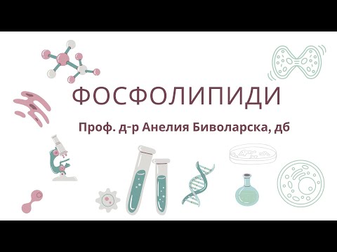 Видео: Фосфолипиди