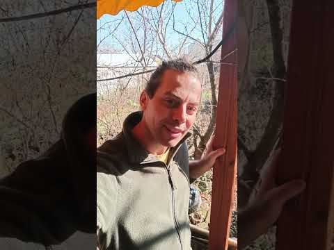 Видео: Посещението ни, при единствения останал производител на стари сортове дръвчета тук. Иван Дервишев.