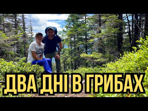 Видео: Дикий Грибний Похід З Ночівлею У Палатці!