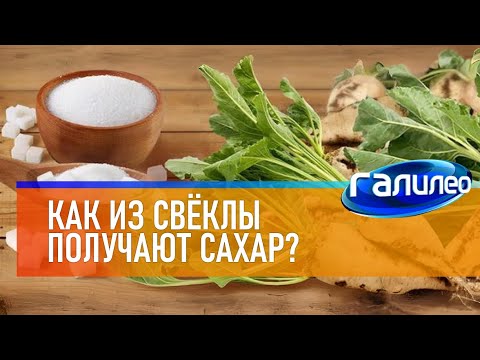 Видео: Галилео 🍬 Как из свёклы получают сахар?