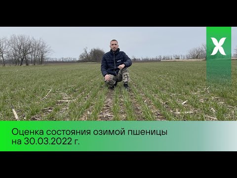 Видео: Озимая пшеница / Обследование полей