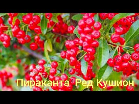 Видео: Пираканта Ред Кушион-новинка моего сада🌸