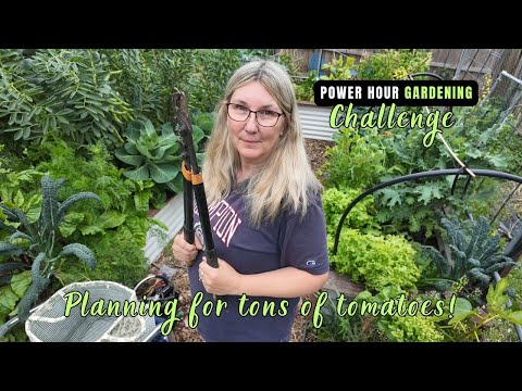 Видео: Завершаем зимний сад: расчищаем место для летних помидоров!