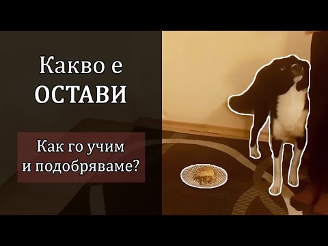 Видео: Как учим кучето да не яде храна от плота вкъщи или от земята по време на разходка