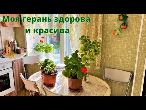 Видео: Герань/пеларгония. Очень люблю этот цветок.