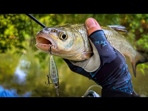 Видео: СТОЛЬКО ЛЕТ ЭТА ПРИМАНКА НЕ ЛОВИЛА И ТУТ ПРОРВАЛО!!! / ГОЛАВЛЬ НА УОКЕР / КАМБЭК В ЛЕТО 2025