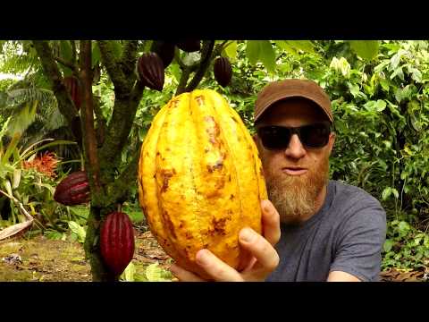 Видео: От дерева к плитке || Как приготовить шоколад: каждый шаг