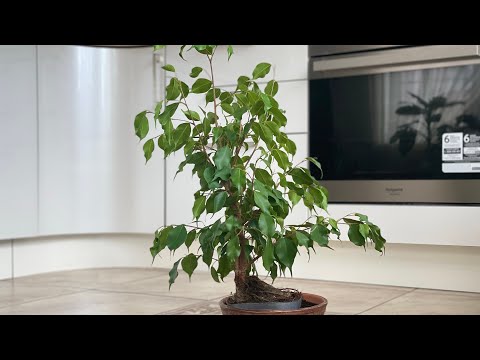 Видео: БОНСАЙ. ТЕХНИКА ВЫРАЩИВАНИЯ НА КАМНЕ. ВИДЕО №3