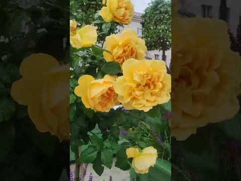 Видео: Штамбовые розы на Тверском бульваре #цветы #розы #красота #москва #летовгороде