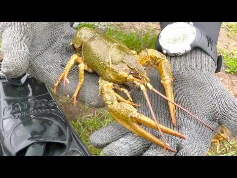 Видео: Подводная Охота на Раков. Набрали Крупных Раков