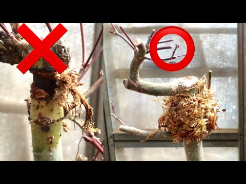 Видео: Больше или меньше корней за тот же период через год? Почему? Осенние листья бонсай, Yajimaen @