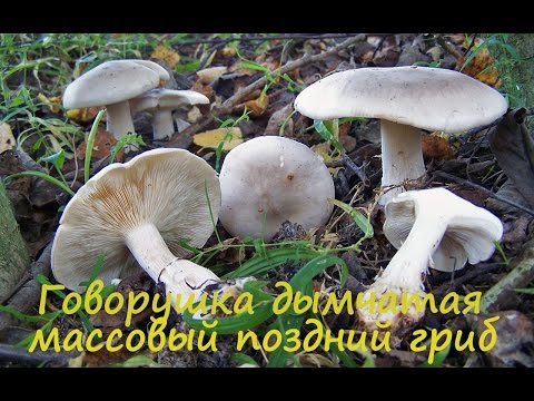 Видео: Говорушка дымчатая Поздний массовый гриб.