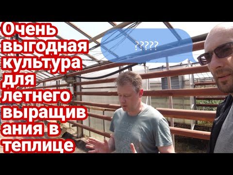 Видео: Классные культуры для летней выгонки в теплице