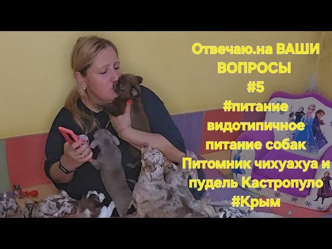 Видео: Отвечаю.на ВАШИ ВОПРОСЫ #5#питание видотипичное питание собакПитомник чихуахуа и пудель Кастропуло 