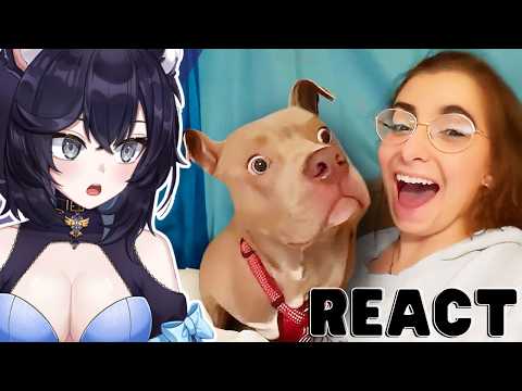 Видео: Я КОТ | Реакция Vtuber на лучшие видео с собаками десятилетия