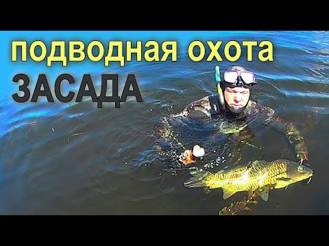 Видео: Подводная охота при помощи приема "Засада" Охота на сазана