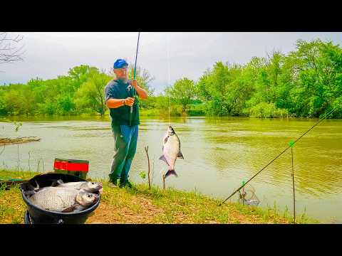 Видео: ЗАКИНУЛ УДОЧКИ В ЛЕСНУЮ РЕЧКУ -  ОНА КИШИТ РЫБОЙ! КАРАСЬ, ЛЕЩ, ГУСТЕРА! РЫБАЛКА НА ДОНКИ!