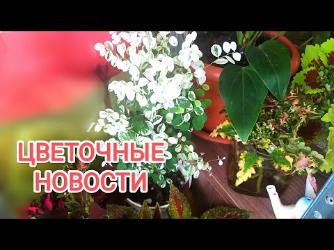 Видео: Я СТАЛА ЦВЕТАНУТАЯ🌿БРЕЙНИЯ РАДУЕТ