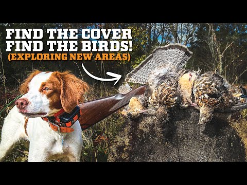 Видео: Охота на рябчиков в НОВЫХ районах! (На что обратить внимание)